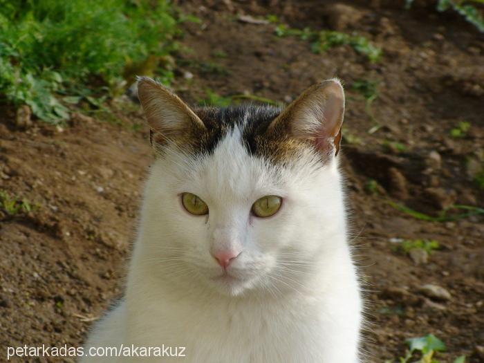 oğlum Erkek Tekir Kedi