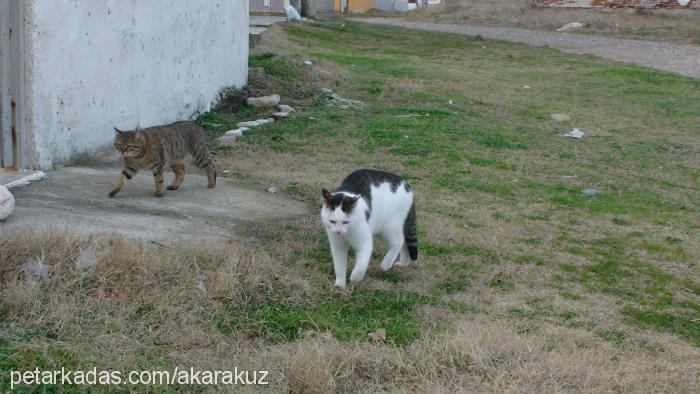 tekirkızım Dişi Tekir Kedi