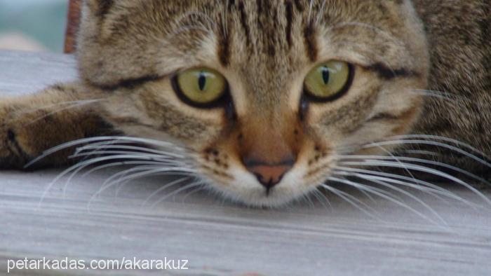 tekirkızım Dişi Tekir Kedi