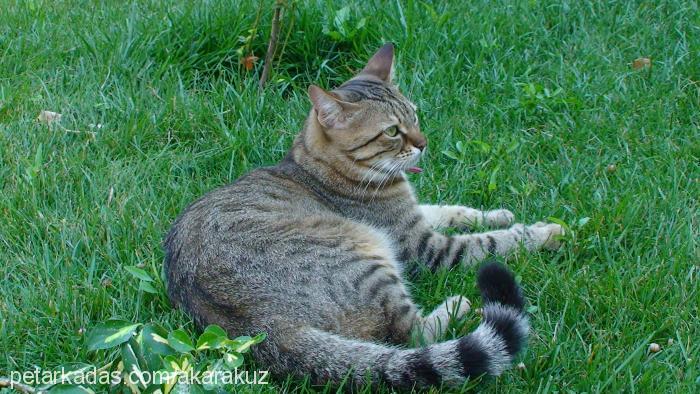 tekirkızım Dişi Tekir Kedi