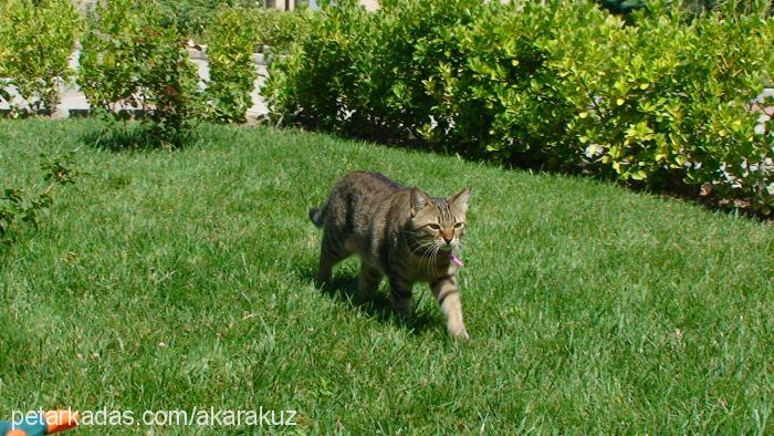 tekirkızım Dişi Tekir Kedi