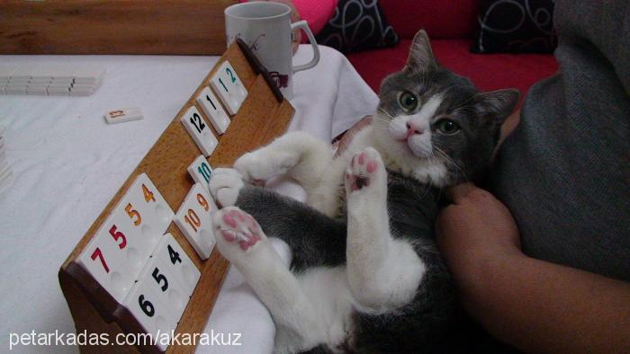 cindy Dişi British Shorthair