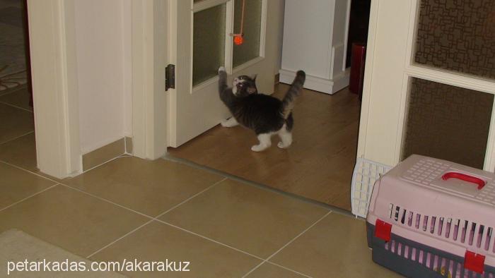 cindy Dişi British Shorthair