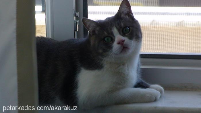 cindy Dişi British Shorthair