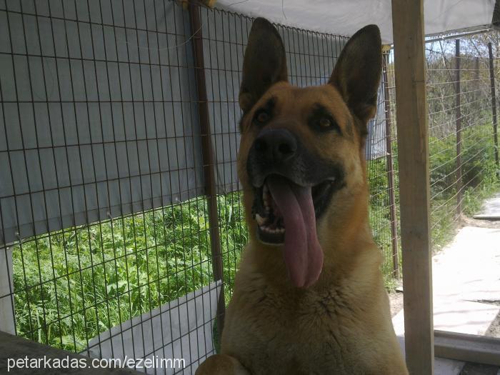 ezel Erkek Alman Çoban Köpeği