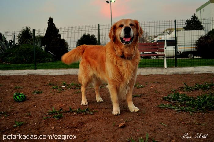 rex Erkek Golden Retriever