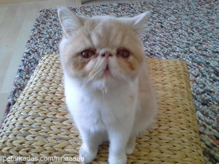 nina Dişi Exotic Shorthair