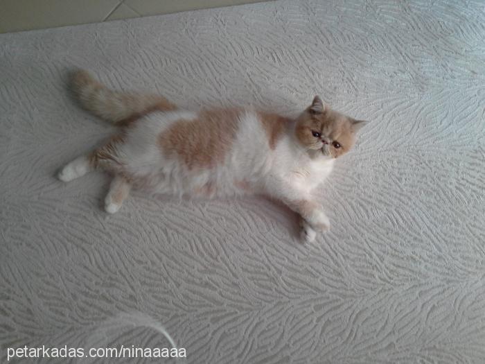 nina Dişi Exotic Shorthair