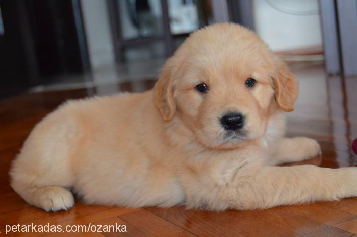 tarçın Dişi Golden Retriever