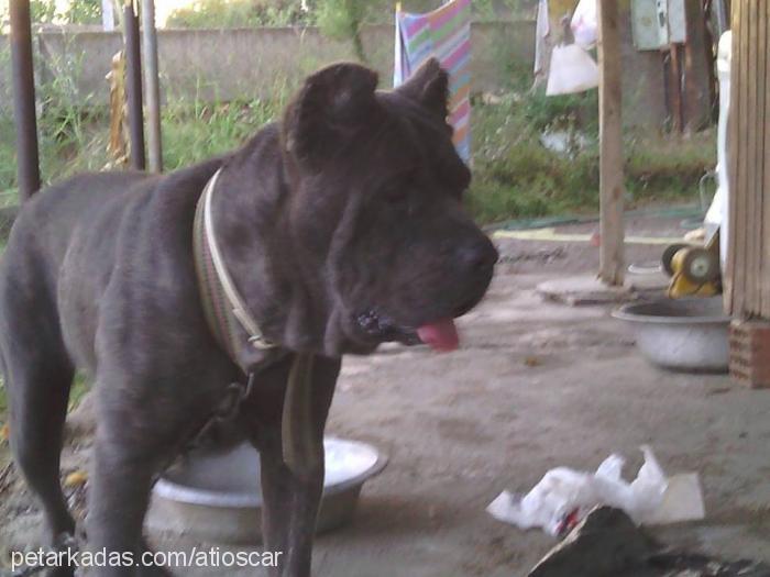 rajon Dişi Cane Corso Italiano