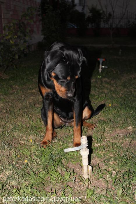 jr.juba Dişi Rottweiler