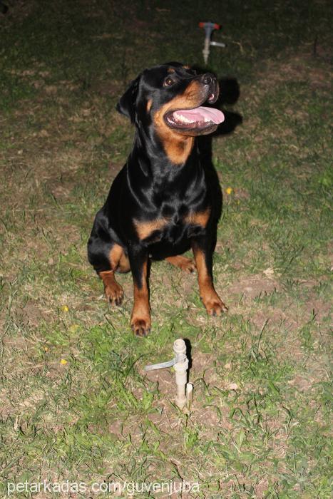 jr.juba Dişi Rottweiler