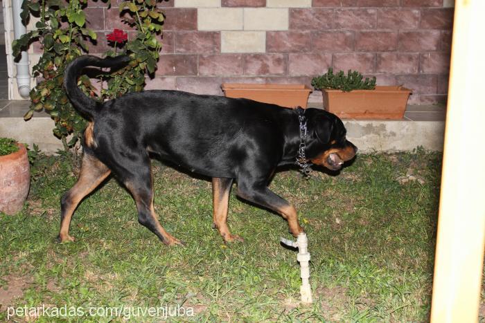 jr.juba Dişi Rottweiler