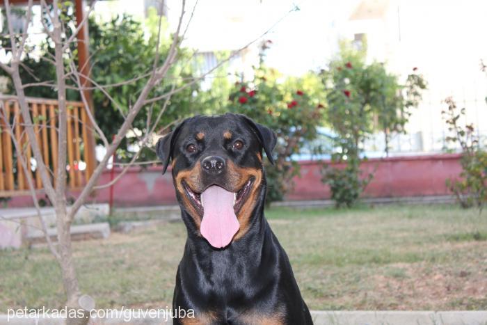 jr.juba Dişi Rottweiler