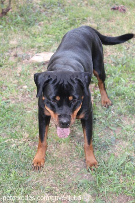 jr.juba Dişi Rottweiler