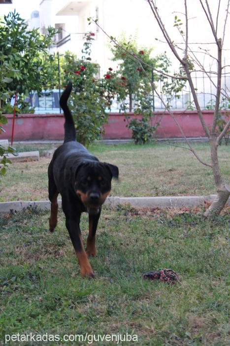 jr.juba Dişi Rottweiler