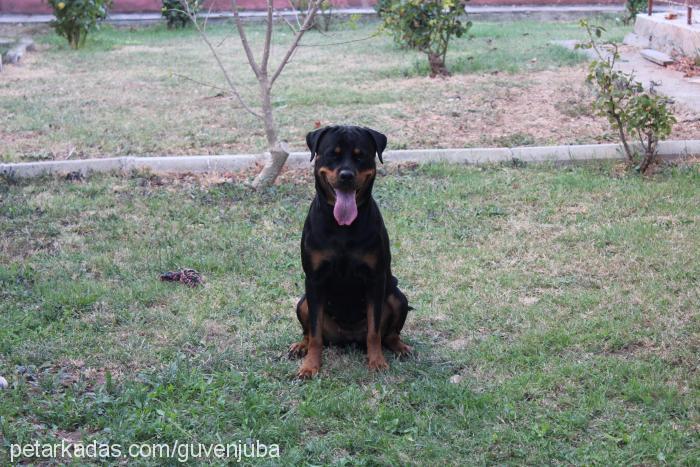 jr.juba Dişi Rottweiler