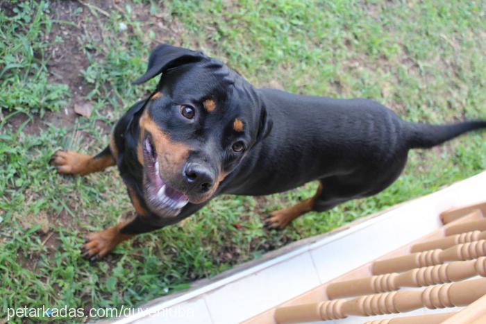 jr.juba Dişi Rottweiler