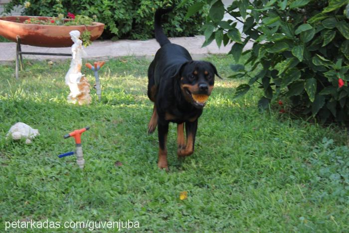 jr.juba Dişi Rottweiler