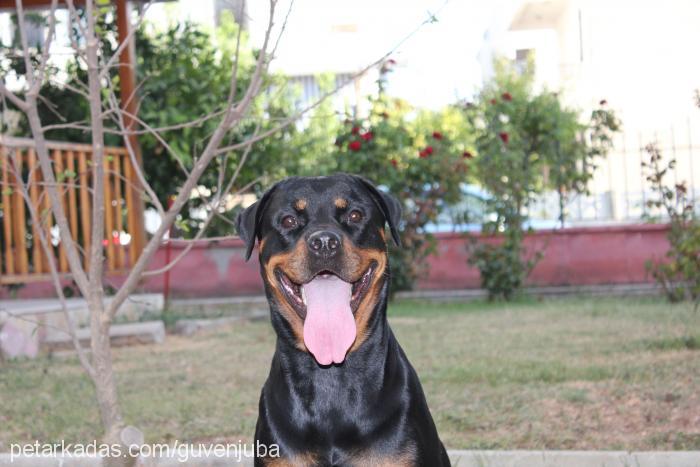 jr.juba Dişi Rottweiler