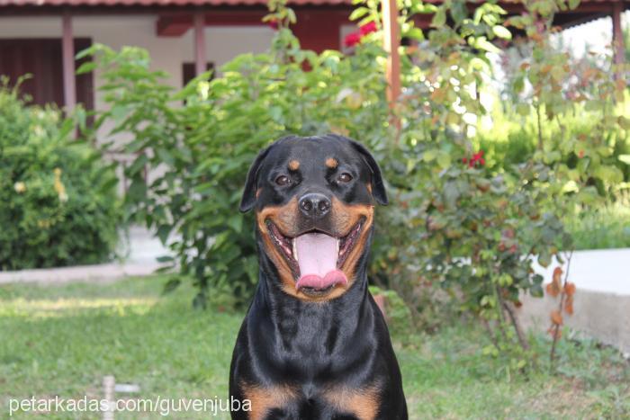 jr.juba Dişi Rottweiler