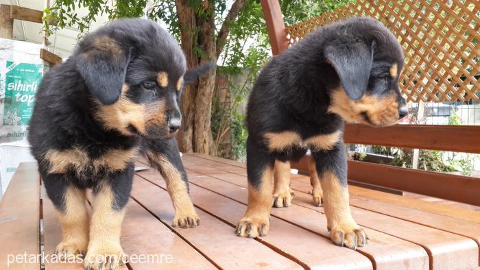 cemre Dişi Rottweiler