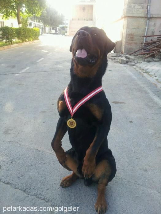 gölge Erkek Rottweiler