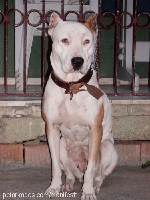 mişa Dişi Amerikan Pitbull Terrier