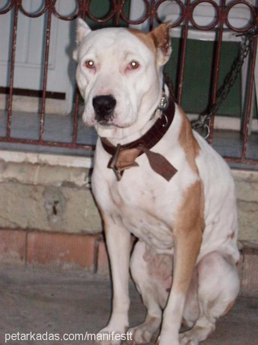 mişa Dişi Amerikan Pitbull Terrier