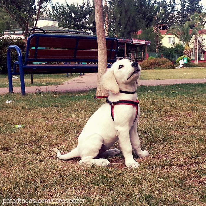 hera Dişi Golden Retriever