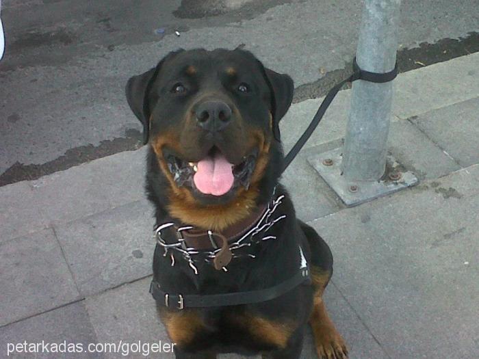 gölge Erkek Rottweiler