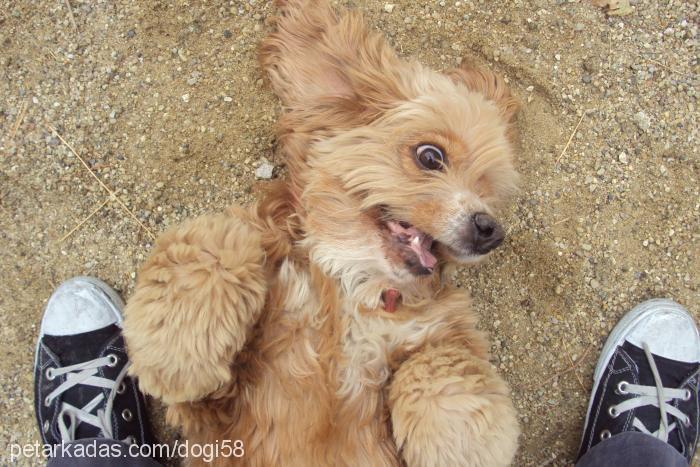 vikİ Dişi Amerikan Cocker Spaniel