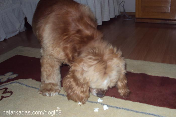 vikİ Dişi Amerikan Cocker Spaniel