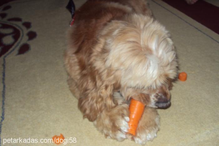 vikİ Dişi Amerikan Cocker Spaniel