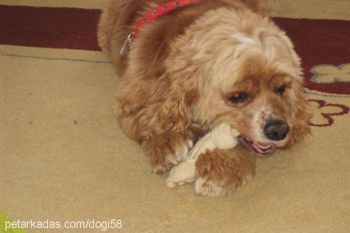 vikİ Dişi Amerikan Cocker Spaniel