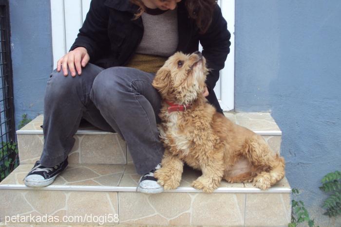 vikİ Dişi Amerikan Cocker Spaniel