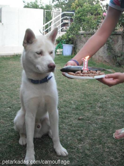 paşa Erkek Sibirya Kurdu (Husky)