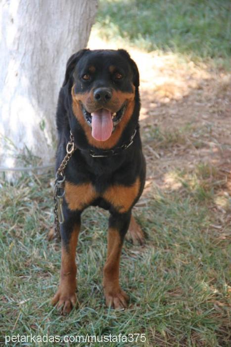 oscar Erkek Rottweiler