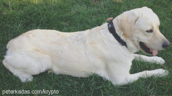 clark Erkek Labrador Retriever