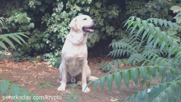 clark Erkek Labrador Retriever