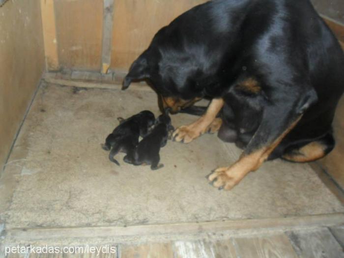 leydiş Dişi Rottweiler