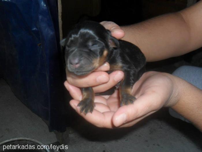 leydiş Dişi Rottweiler