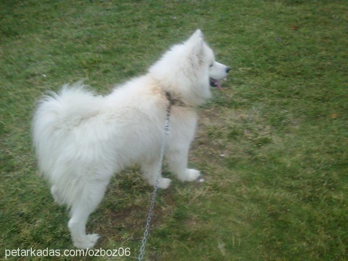 kuzey Erkek Samoyed