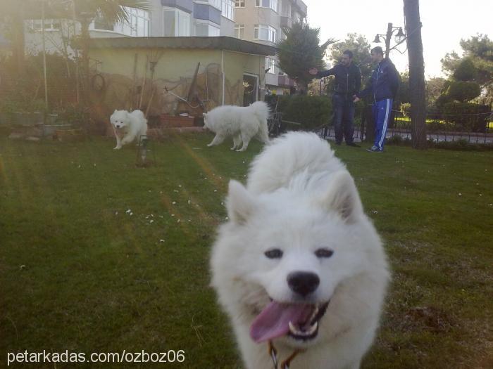 kuzey Erkek Samoyed