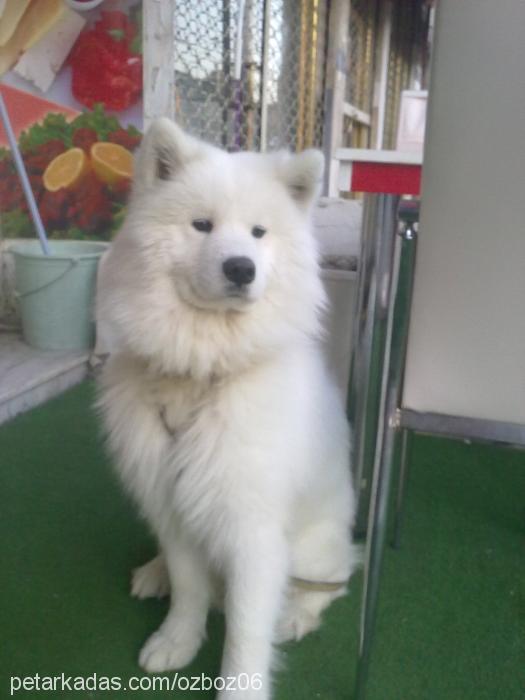 kuzey Erkek Samoyed