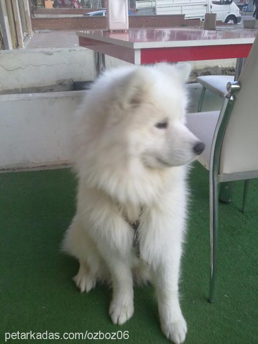 kuzey Erkek Samoyed