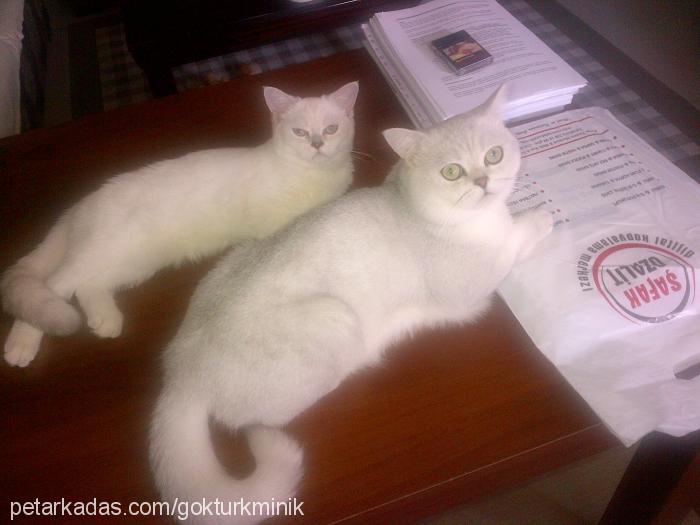 bıdık Erkek British Shorthair