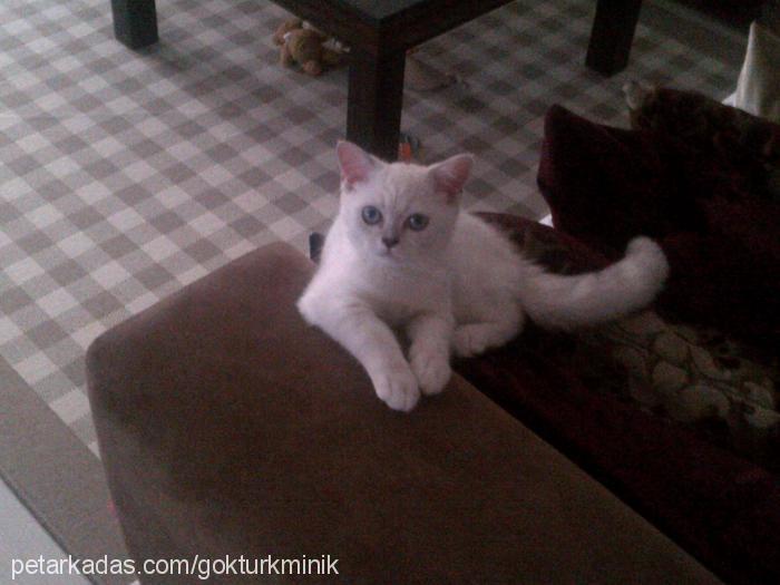 bıdık Erkek British Shorthair