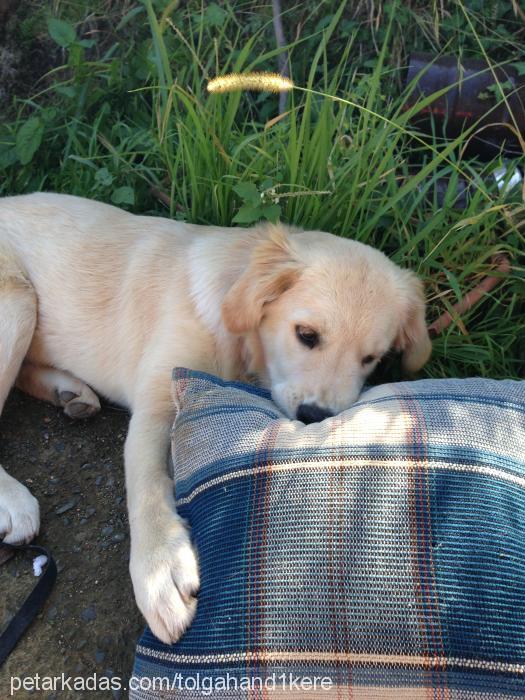 fındık Dişi Golden Retriever