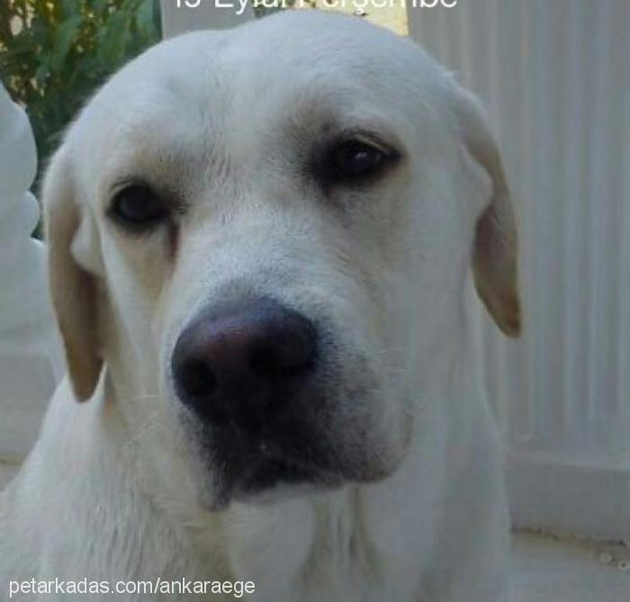 zeus Erkek Labrador Retriever